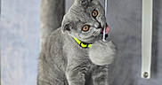 Bijoux participe au concours pour gagner de l'argent avec cette photo : cat, gray_cat, kitten, pet, animal, feline, fluffy, short_hair, golden_eyes, neon_collar, sitting, head_tilt, toy, dangling_toy, cat_tree, scratching_post, indoor, closeup, portrait, playful