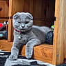 cat, gray_cat, fluffy, pet, animal, winking, lounge, sitting, wooden_step, wood, indoors, home, cozy, rug, carpet, collar, bell, toy, toy_vehicle, portrait