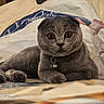 cat, gray_cat, pet, animal, feline, wide_eyes, folded_ears, collar, bell, lying_down, bed, bedding, bedroom, indoor, close_up, portrait, fur, whiskers, cozy, photography