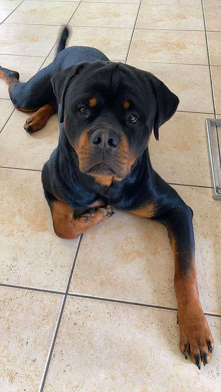 Paco a rejoint le concours — aidez-le/la à gagner de superbes lots ! canidae, carnivore, companion_dog, dog, dog_breed, electric_blue, fawn, flooring, molosser, non_sporting_group, snout, sporting_group, terrestrial_animal, working_animal, working_dog