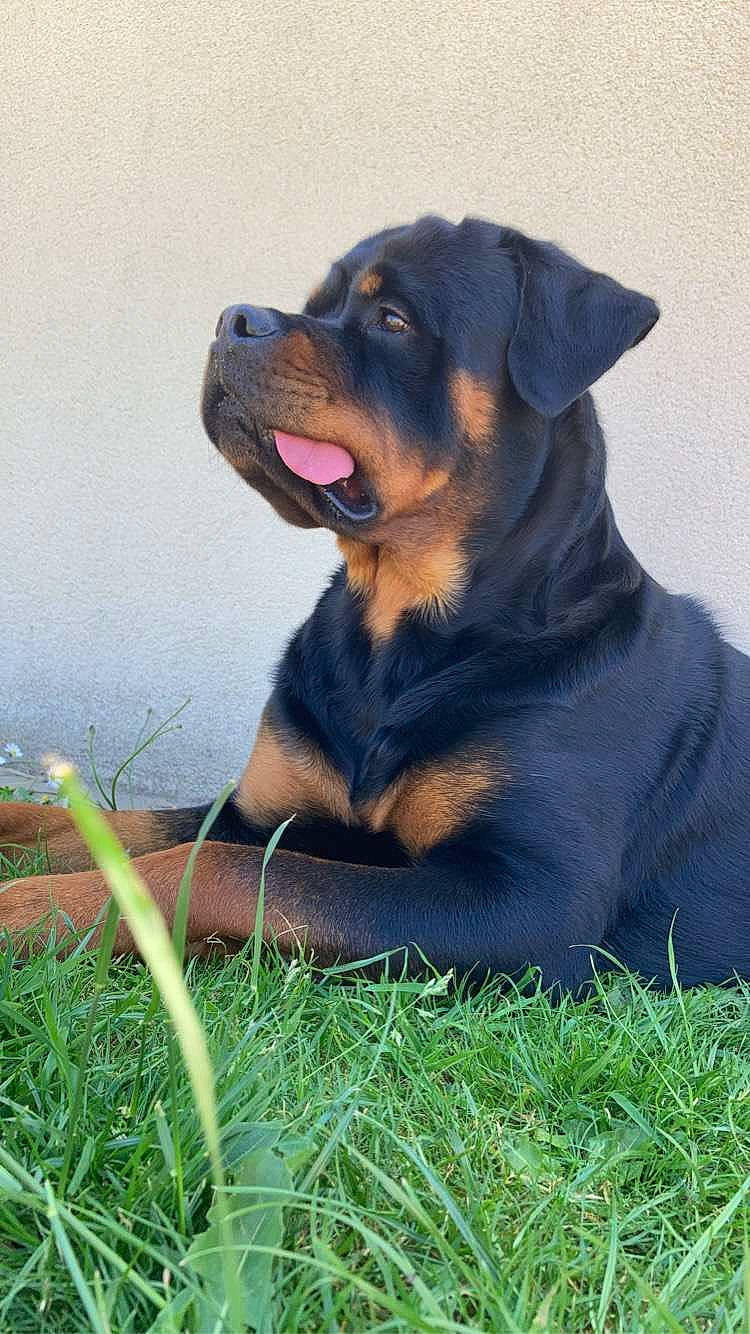 Paco participe au concours pour gagner de l'argent avec cette photo : canidae, carnivore, companion_dog, dog, dog_breed, fawn, fur, grass, guard_dog, hunting_dog, rottweiler, snout, sporting_group, terrestrial_animal, whiskers, working_dog