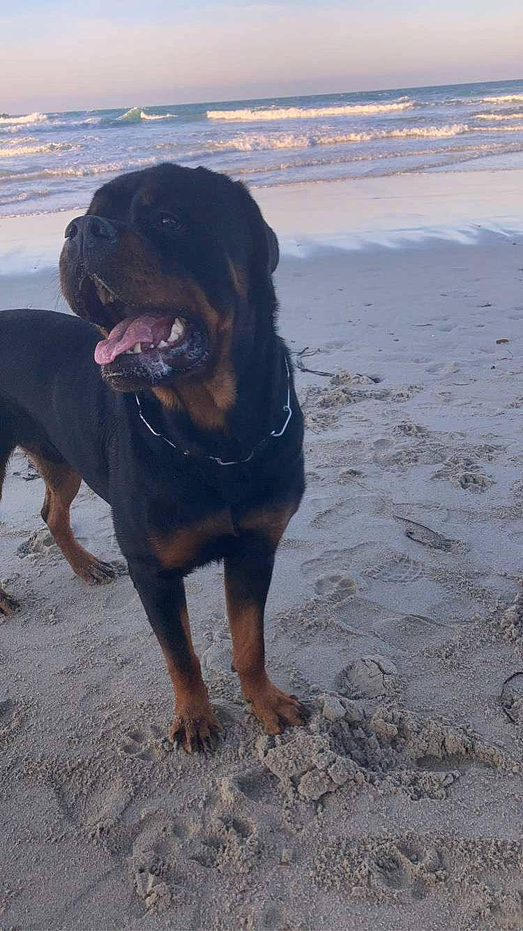 Paco a rejoint le concours — aidez-le/la à gagner de superbes lots ! beach, canidae, carnivore, collar, companion_dog, dog, dog_breed, dog_collar, fawn, fun, guard_dog, landscape, ocean, rottweiler, sand, sky, sporting_group, water, working_animal, working_dog