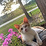 cat, one-eyed_cat, orange_and_white_cat, flowers, pink_flowers, wooden_ledge, outdoor, daylight, nature, greenery, tree, grass, plant_pot, pet, animal, sunlight, relaxed, portrait, close_up, countryside
