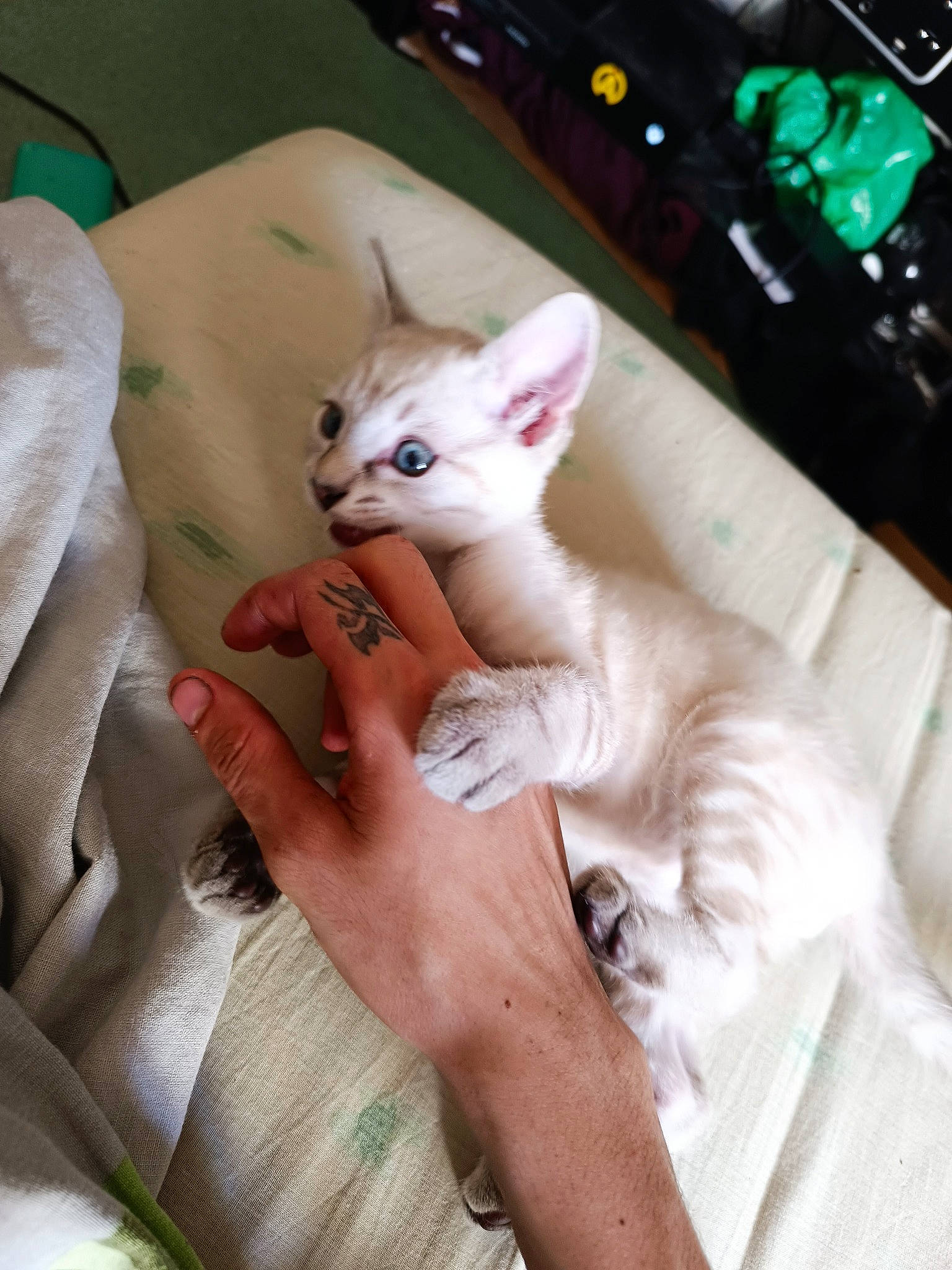 Usko participe au concours pour gagner de l'argent avec cette photo : blanket, carnivore, cat, claw, comfort, domestic_short_haired_cat, fawn, felidae, finger, fur, hand, linens, nail, paw, photo_caption, small_to_medium_sized_cats, tail, whiskers