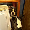 Floyd is registered to the contest to win money with this photo: dog, boston_terrier, mirror, reflection, wooden_frame, plastic_container, indoor, curious, pet, animal, brown, white, black, ears, face, looking, floor, wall, furniture, closeup