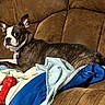 Floyd is registered to the contest to win money with this photo: dog, boston_terrier, couch, blanket, toy, indoor, pet, animal, brown, white, black, fur, ears, collar, chew_toy, resting, alert, comfort, home, furniture