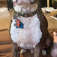 Floyd joined the competition — help win amazing prizes! dog, boston_terrier, pet, collar, tag, indoor, living_room, couch, brown_couch, seated, canine, looking_at_camera, furniture, television, floor, human_leg, domestic, companion, animal, cute