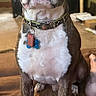 dog, boston_terrier, pet, collar, tag, indoor, living_room, couch, brown_couch, seated, canine, looking_at_camera, furniture, television, floor, human_leg, domestic, companion, animal, cute