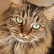 Billie is registered to the contest to win money with this photo: animal, cat, close_up, curious, cute, domestic_animal, face, feline, fluffy, fur, green_eyes, indoor, looking_at_camera, mammal, pet, portrait, soft_light, tabby, whisker, whiskers