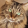 animal, cat, close_up, curious, cute, domestic_animal, face, feline, fluffy, fur, green_eyes, indoor, looking_at_camera, mammal, pet, portrait, soft_light, tabby, whisker, whiskers