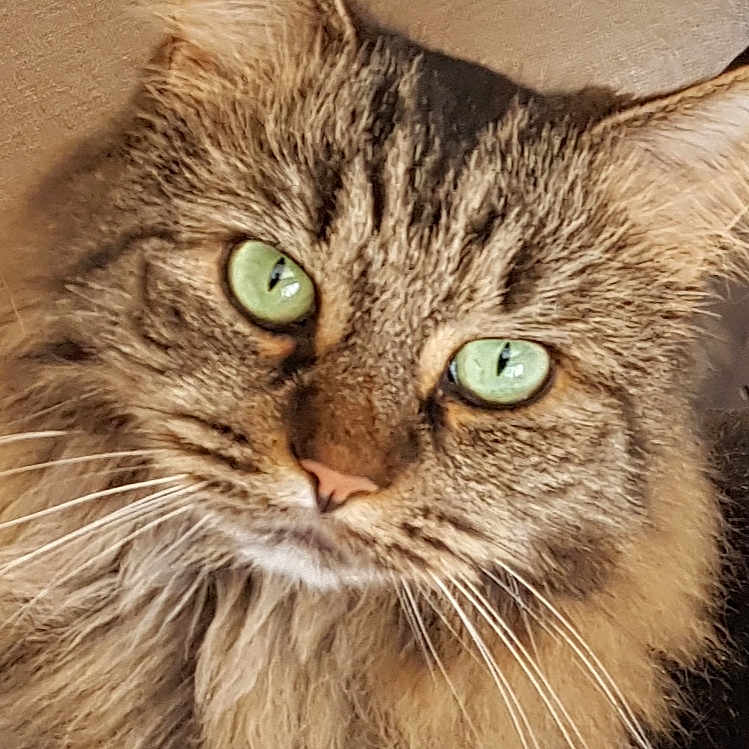 Billie is registered to the contest to win money with this photo: animal, cat, close_up, curious, cute, domestic_animal, face, feline, fluffy, fur, green_eyes, indoor, looking_at_camera, mammal, pet, portrait, soft_light, tabby, whisker, whiskers