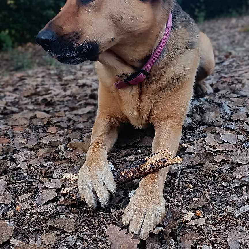 Nina