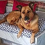 Nina participe au concours pour gagner de l'argent avec cette photo : animal, architecture, bed, bedroom, canine, couch, cushion, dog, dogbed, furniture, germanshepherd, homedecor, hound, husky, indoors, interiordesign, linen, pet, puppy, room