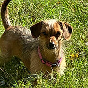 Jasmine joined the competition — help win amazing prizes! dog, grass, collar, outdoor, pet, sunlight, animal, nature, scruffy, brown, greenery, canine, fur, ears, tail, standing, daylight, ground, muzzle, looking