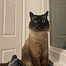 Coconut is registered to the contest to win money with this photo: animal, blue_eyes, cat, cat_bed, cozy, curious, cute, domestic, door, feline, fluffy, fur, home, indoor, pet, portrait, siamese, sitting, whiskers, window