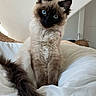 animal, bed, blue_eyes, cat, cozy, curious, cute, domestic, feline, fluffy_fur, household, indoor, natural_light, pet, portrait, relaxed, siamese_cat, sitting, tail, white_bedspread