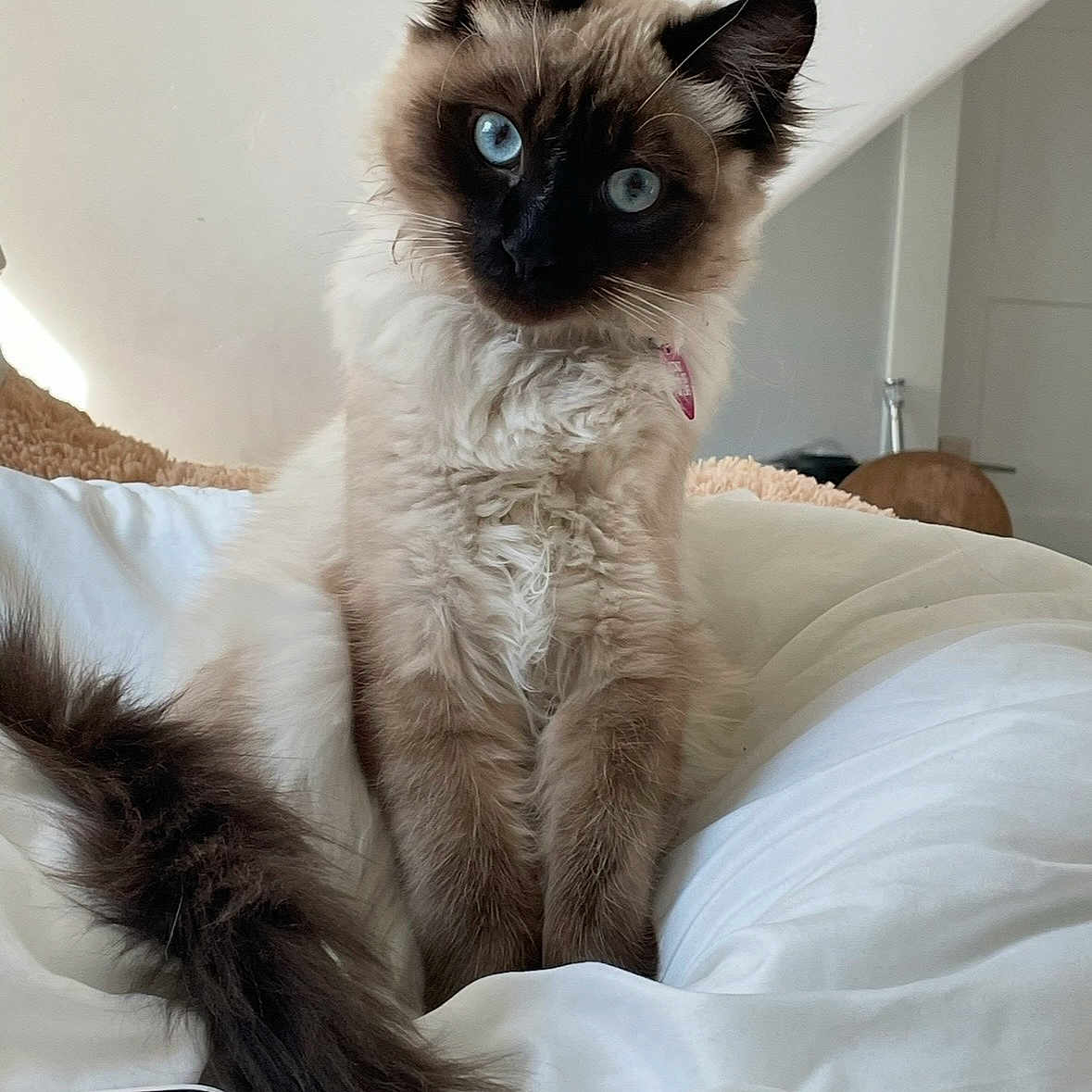 Coconut