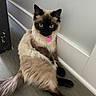 Coconut joined the competition — help win amazing prizes! animal, blue_eyes, cat, collar, cute, domestic_animal, feline, floor, fur, indoor, pet, pink_tag, portrait, relaxed, siamese_cat, sitting, tail, wall, whiskers, wood_floor