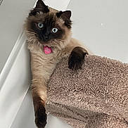 Coconut is registered to the contest to win money with this photo: animal, blue_eyes, carpeted_cat_tree, cat, collar, curious, cute, domestic, ears, feline, fluffy, fur, indoor, mammal, paw, pet, relaxed, siamese_cat, tag, whiskers