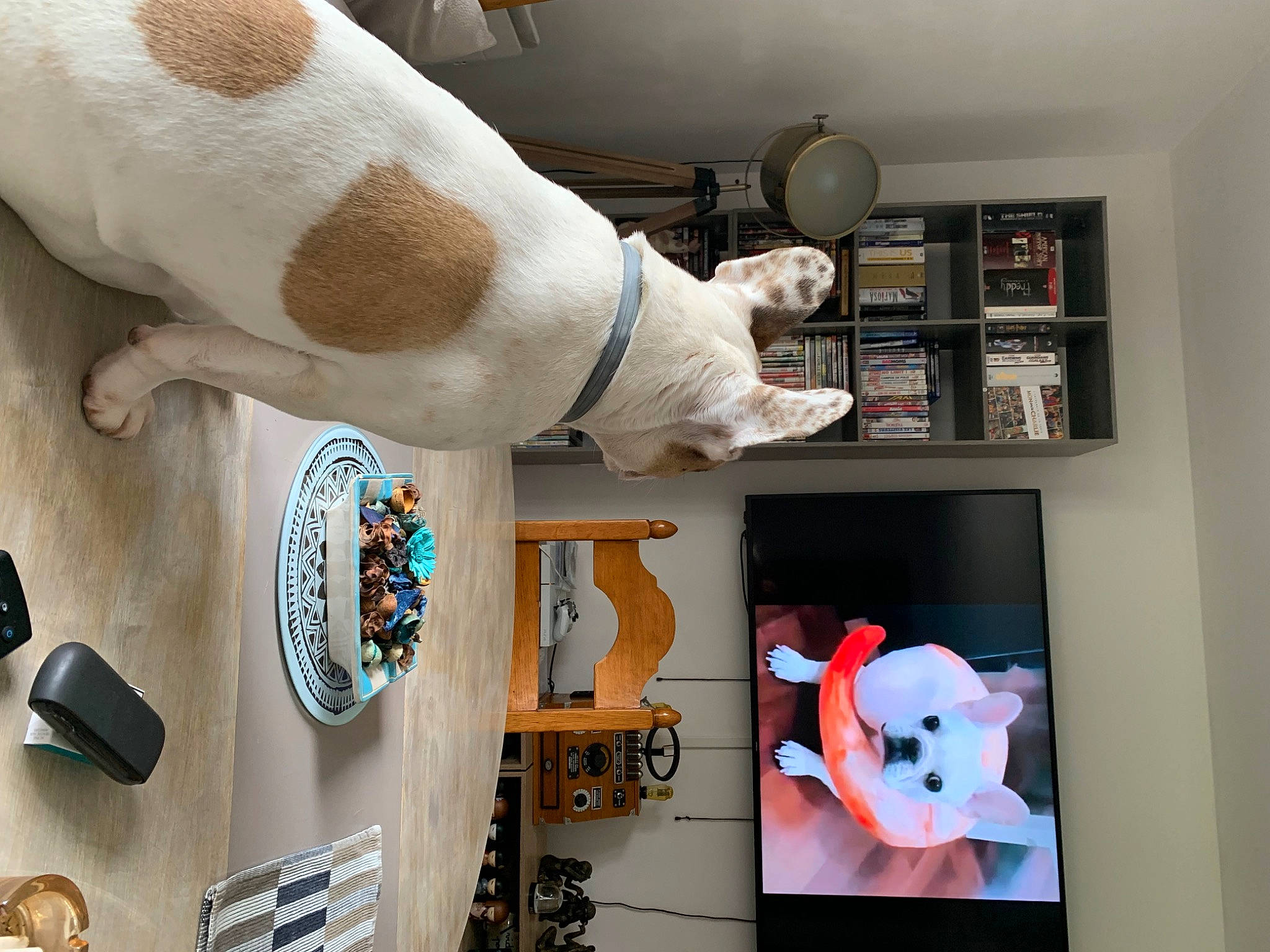 Nina a rejoint le concours — aidez-le/la à gagner de superbes lots ! art, bookcase, carmine, collection, companion_dog, design, dog, fur, lighting, picture_frame, plush, room, shelf, shelving, snapshot, stuffed_toy, tableware, toy, visual_arts, white