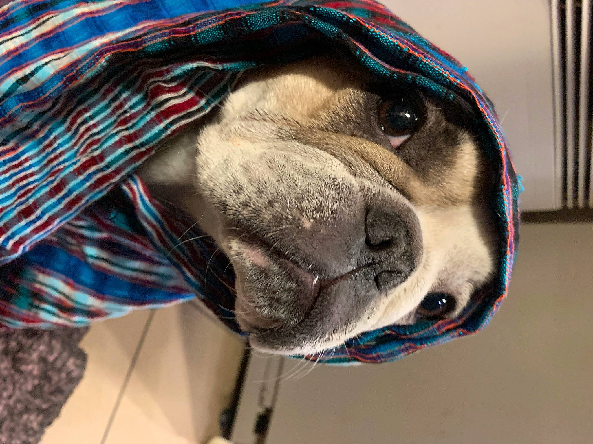 Nina a rejoint le concours — aidez-le/la à gagner de superbes lots ! carnivore, collar, dog, dog_breed, dog_collar, electric_blue, fashion_accessory, fawn, fur, liver, pattern, personal_protective_equipment, pet_supply, sleeve, snout, sporting_group, tartan, whiskers, working_animal, wrinkle