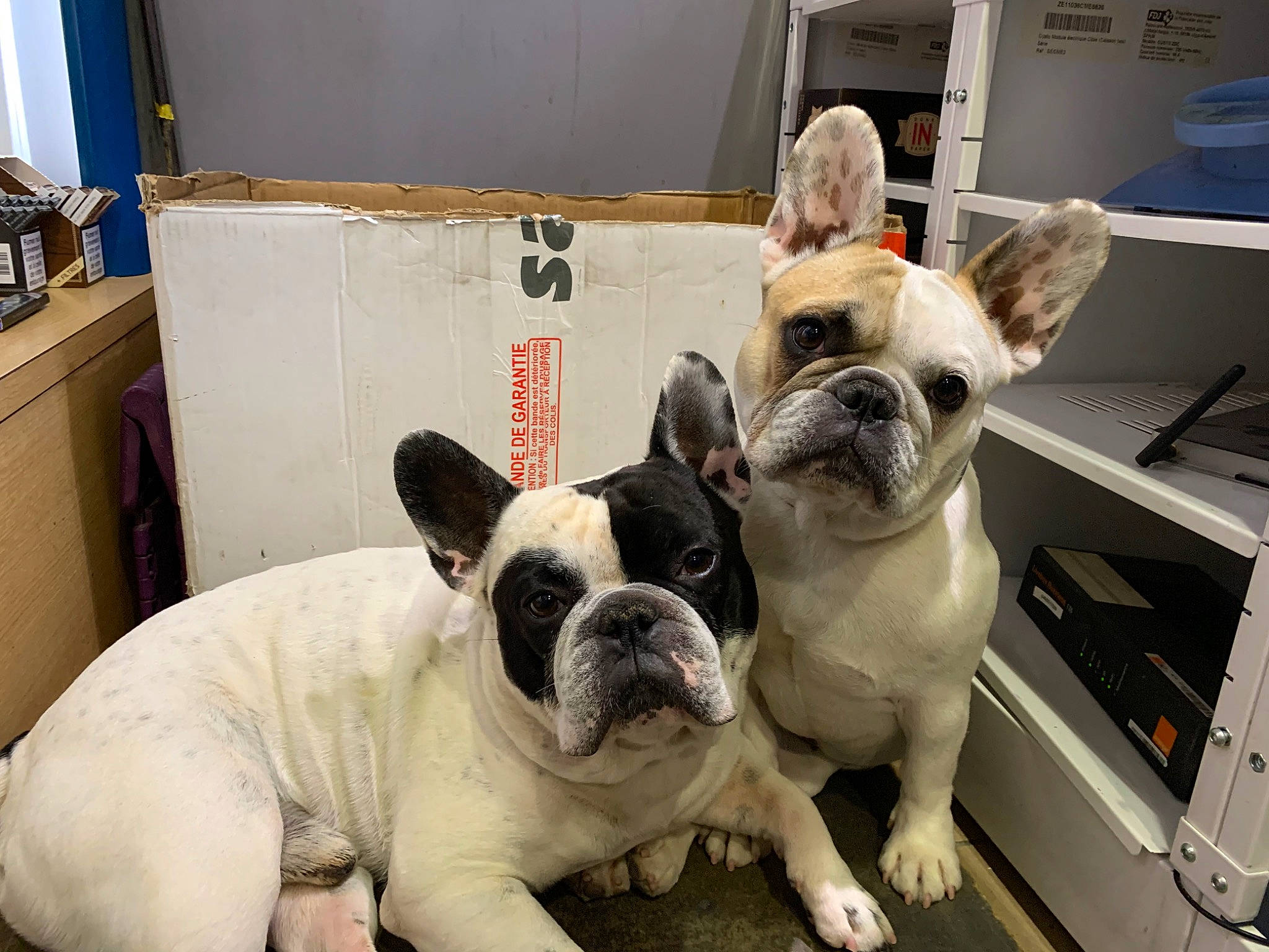 Nina a rejoint le concours — aidez-le/la à gagner de superbes lots ! bulldog, canidae, carnivore, collar, comfort, companion_dog, dog, dog_breed, fawn, flooring, non_sporting_group, snout, sporting_group, terrestrial_animal, toy_dog, working_animal, wrinkle