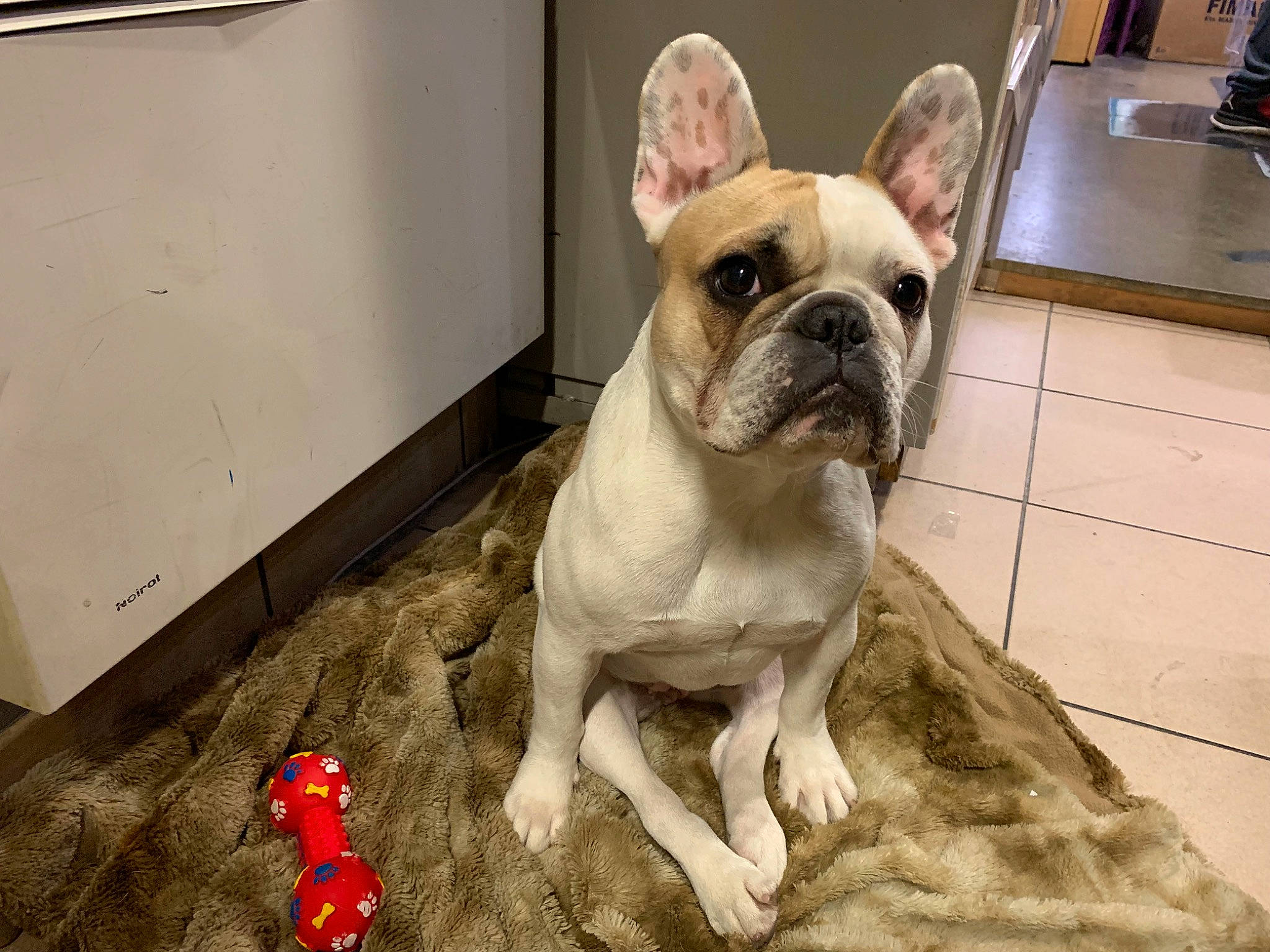 Nina participe au concours pour gagner de l'argent avec cette photo : bulldog, carmine, carnivore, comfort, companion_dog, dog, dog_breed, ear, fawn, flooring, grass, molosser, non_sporting_group, snout, sporting_group, terrestrial_animal, toy_dog, whiskers, working_animal, wrinkle