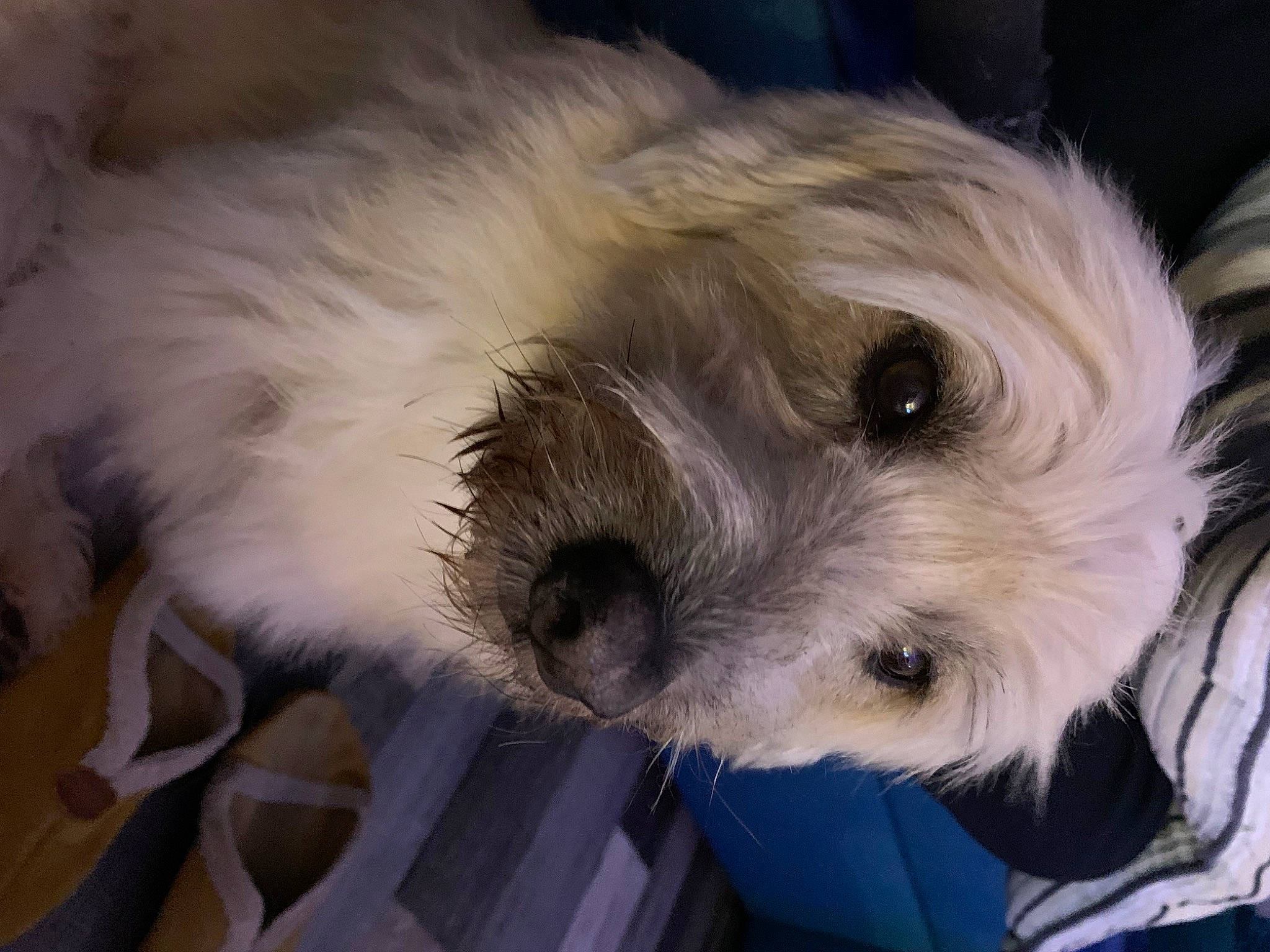 Jack a rejoint le concours — aidez-le/la à gagner de superbes lots ! bichon, canidae, carnivore, cockapoo, companion_dog, dog, dog_breed, fur, mal_shi, maltepoo, non_sporting_group, poodle_crossbreed, puppy_love, shih_poo, small_terrier, snout, sporting_group, terrier, toy_dog, whiskers