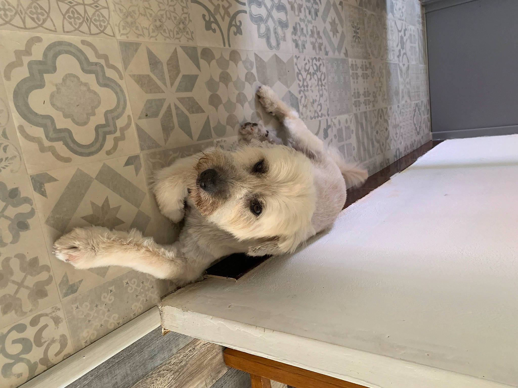 Jack participe au concours pour gagner de l'argent avec cette photo : canidae, carnivore, companion_dog, dog, dog_breed, fawn, felidae, flooring, fur, german_shepherd_dog, hardwood, paw, room, small_to_medium_sized_cats, sporting_group, tail, terrestrial_animal, toy_dog, whiskers, wood