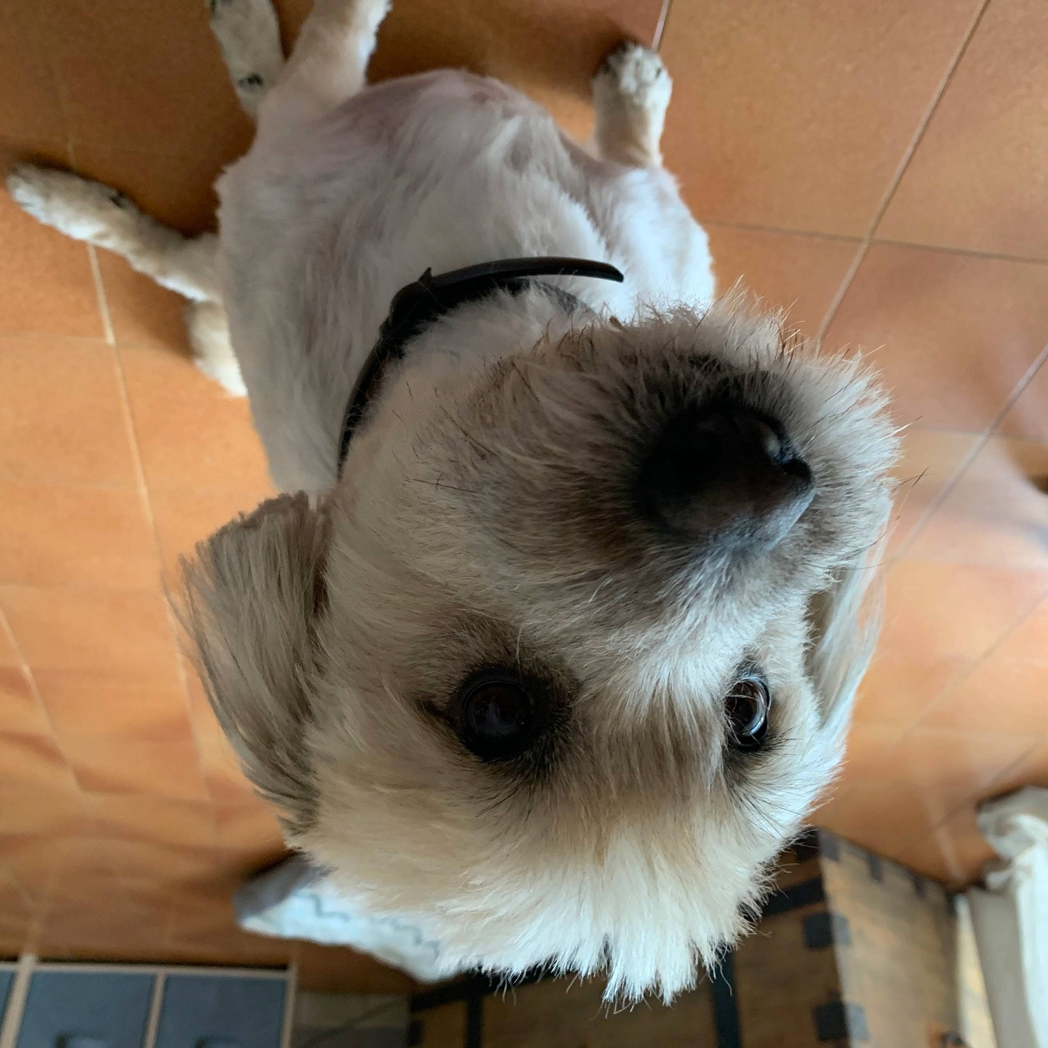 Jack a rejoint le concours — aidez-le/la à gagner de superbes lots ! canidae, carnivore, collar, companion_dog, dog_breed, fawn, felidae, fur, non_sporting_group, paw, pet_supply, small_to_medium_sized_cats, snout, sporting_group, terrestrial_animal, toy, toy_dog, whiskers, wood, working_animal