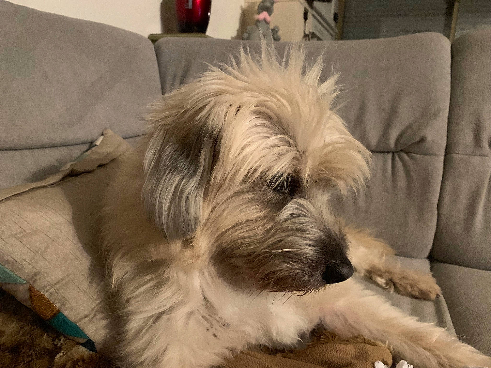 Jack participe au concours pour gagner de l'argent avec cette photo : canidae, carnivore, comfort, companion_dog, couch, dog, dog_breed, fur, furniture, liver, living_room, paw, puppy_love, room, small_terrier, terrier, toy_dog, working_animal, working_terrier, yorkipoo