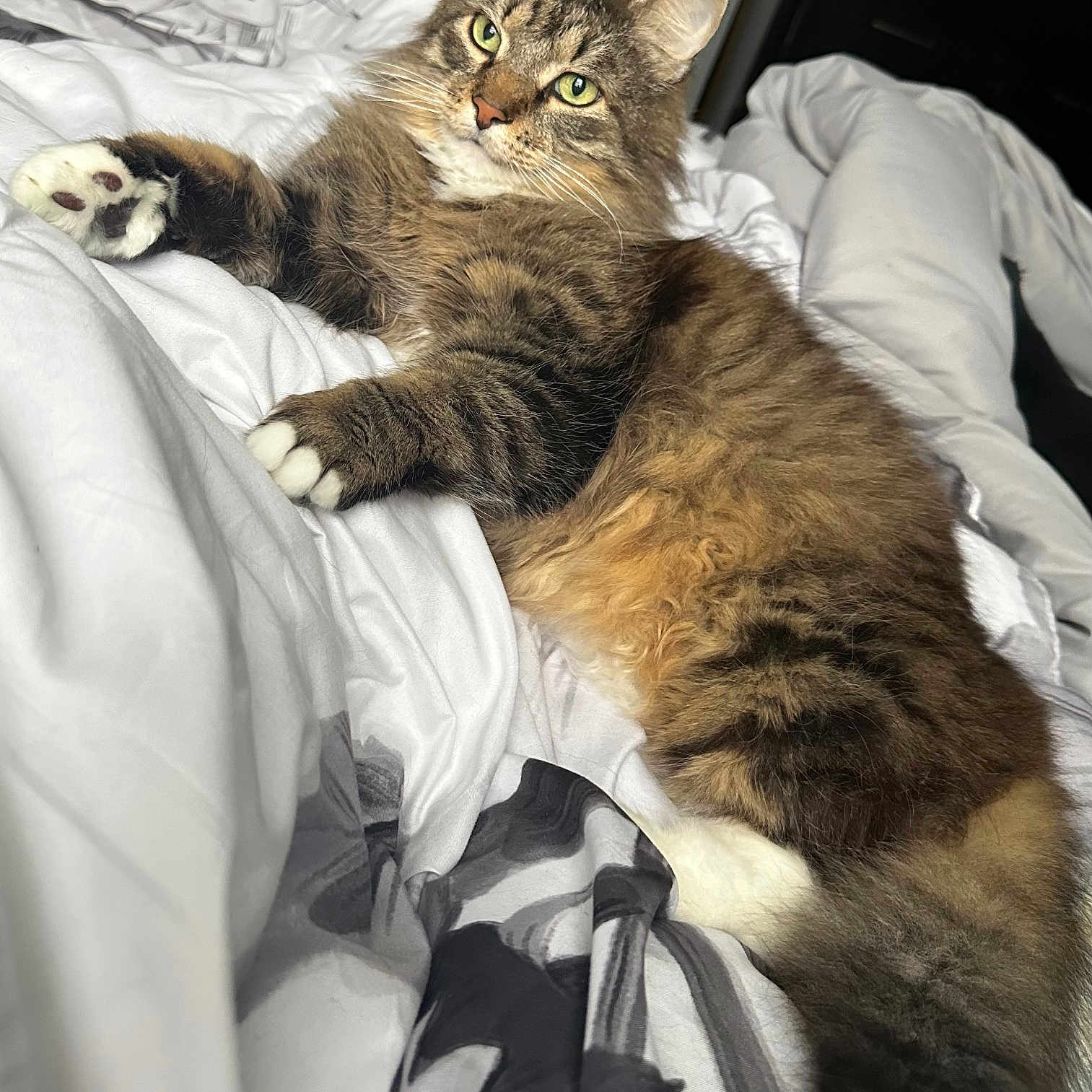 Moki is registered to the contest to win money with this photo: animal, bed, cat, cozy, cute, domestic_cat, feline, fluffy, fur, green_eyes, indoor, lounging, paw, pet, relaxed, resting, sleepy, tabby, whiskers, white_bedspread