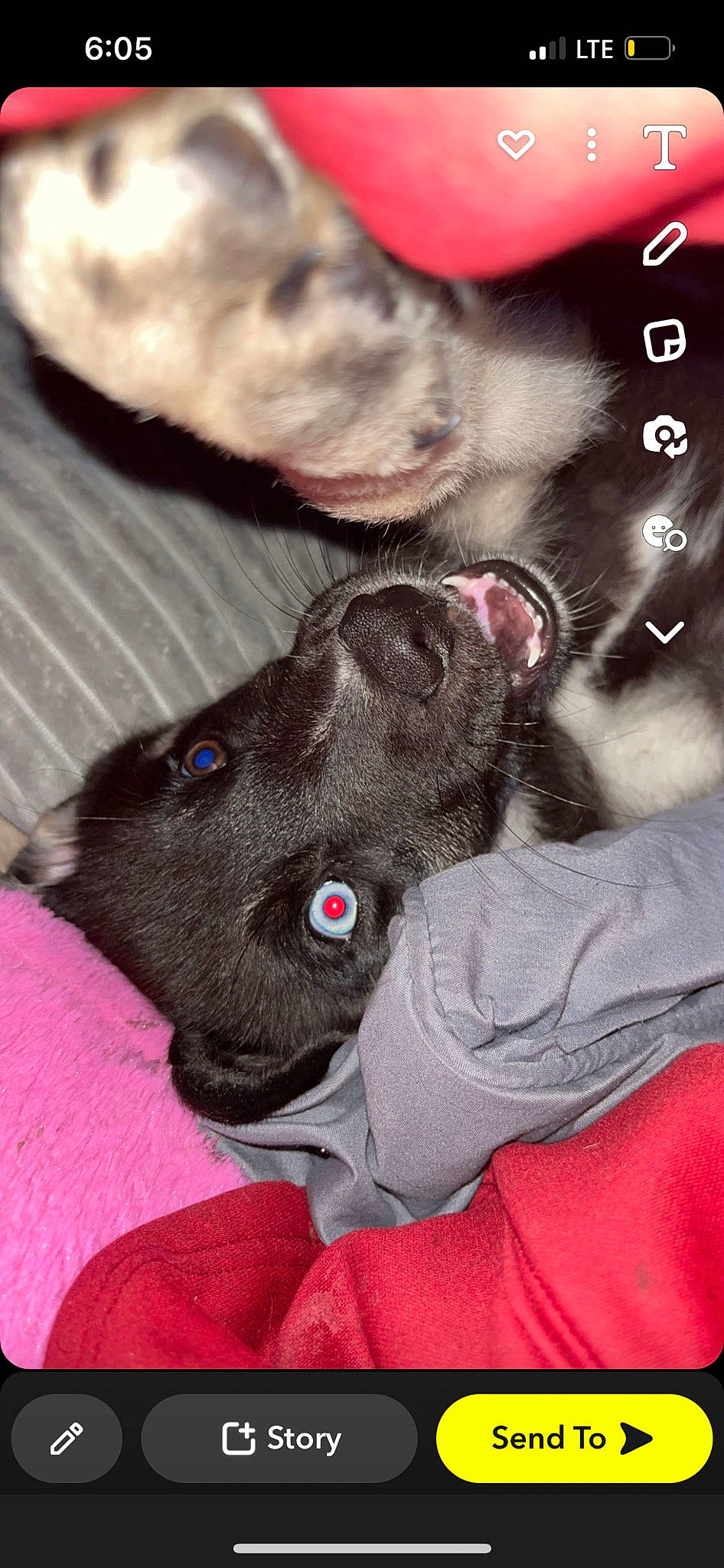 Zion joined the competition — help win amazing prizes! carmine, carnivore, comfort, companion_dog, dog, dog_breed, ear, flesh, foot, fur, gesture, grey, liver, magenta, non_sporting_group, paw, snout, sporting_group, whiskers, working_animal