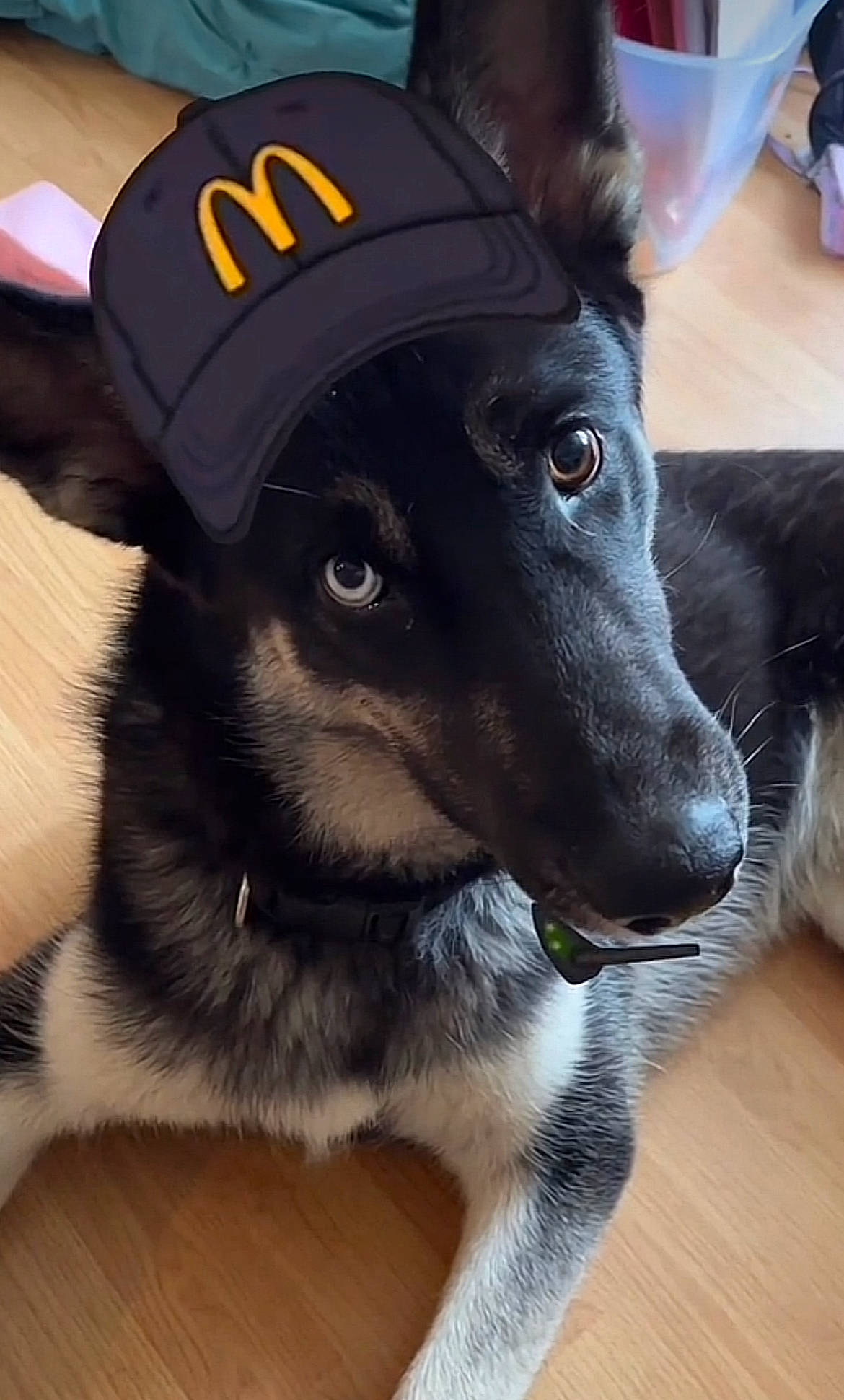 Zion joined the competition — help win amazing prizes! baseball_cap, canidae, cap, carnivore, collar, companion_dog, dog, dog_breed, dog_collar, electric_blue, fashion_accessory, fur, german_shepherd_dog, herding_dog, personal_protective_equipment, snout, sporting_group, whiskers, working_animal, working_dog