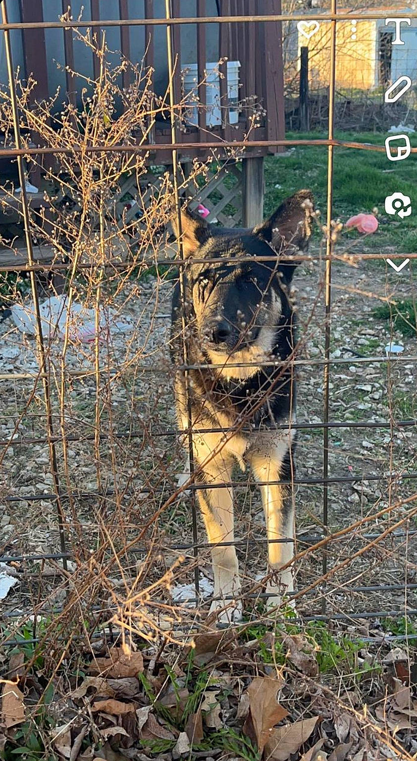 Zion is registered to the contest to win money with this photo: big_cats, carnivore, chain_link_fencing, dog, dog_breed, fawn, felidae, fence, forest, grass, mesh, plant, snout, sporting_group, terrestrial_animal, trunk, twig, wire_fencing, wood, working_animal
