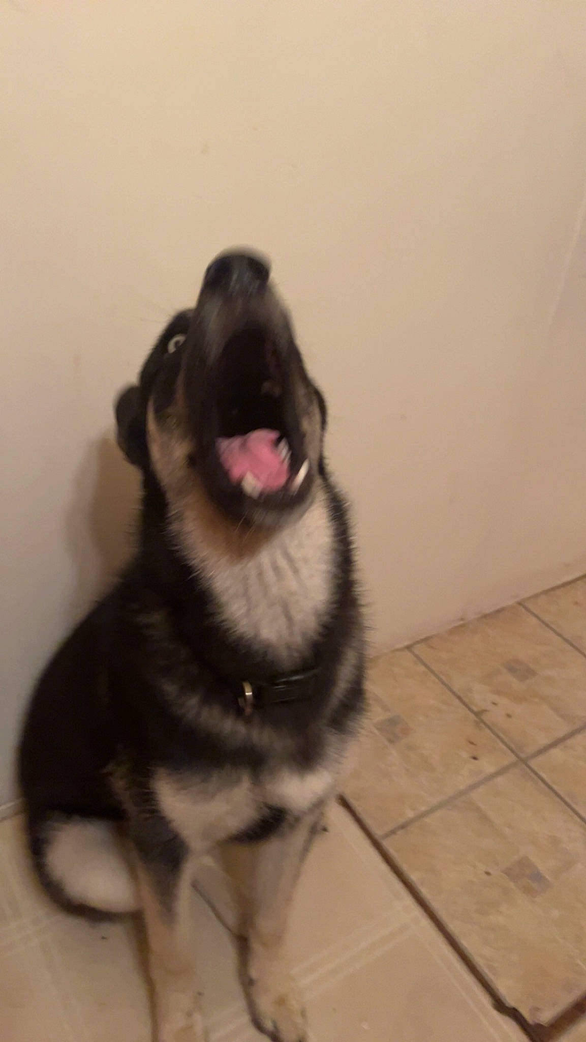 Zion is registered to the contest to win money with this photo: canidae, carnivore, collar, companion_dog, dog, dog_breed, dog_collar, fang, fawn, flooring, fur, liver, paw, pet_supply, snout, sporting_group, tail, whiskers, working_animal, working_dog