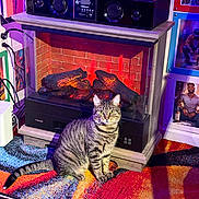 Cairo is registered to the contest to win money with this photo: cat, tabby_cat, pet, animal, sitting, portrait, fireplace, electric_fireplace, stereo, speaker, colorful_rug, indoor, living_room, home_decor, framed_artwork, neon_lighting, brick_pattern, floor, whiskers, striped_fur