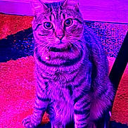 Pharaoh is registered to the contest to win money with this photo: cat, tabby, pet, indoor, carpet, fur, whiskers, ears, collar, animal, feline, purple_light, neon, patterned_floor, sitting, curious, domestic, closeup, looking_at_camera, household