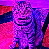 cat, tabby, pet, indoor, carpet, fur, whiskers, ears, collar, animal, feline, purple_light, neon, patterned_floor, sitting, curious, domestic, closeup, looking_at_camera, household