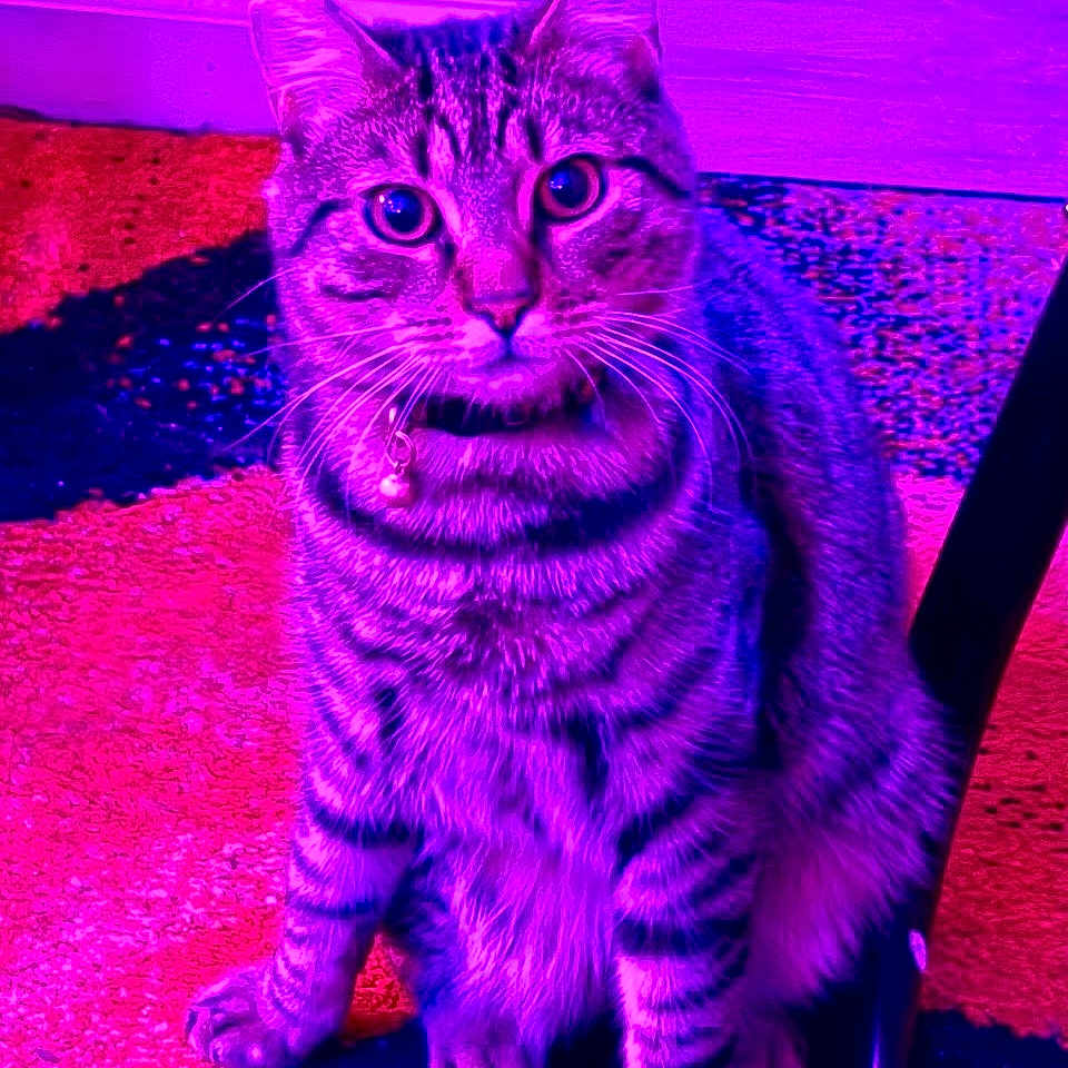 Pharaoh