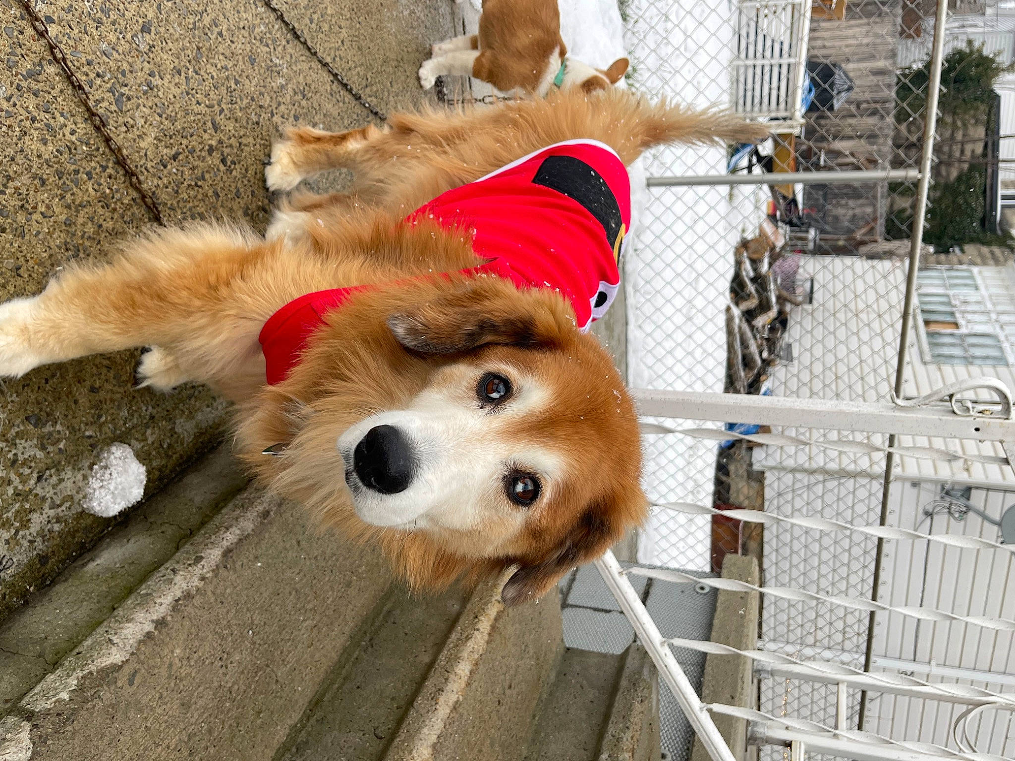 Cooper is registered to the contest to win money with this photo: ball, canidae, carnivore, collar, companion_dog, dog, dog_breed, dog_supply, fawn, fence, fur, german_spitz, leash, pet_supply, snout, spitz, sporting_group, street_dog, volpino_italiano, working_animal