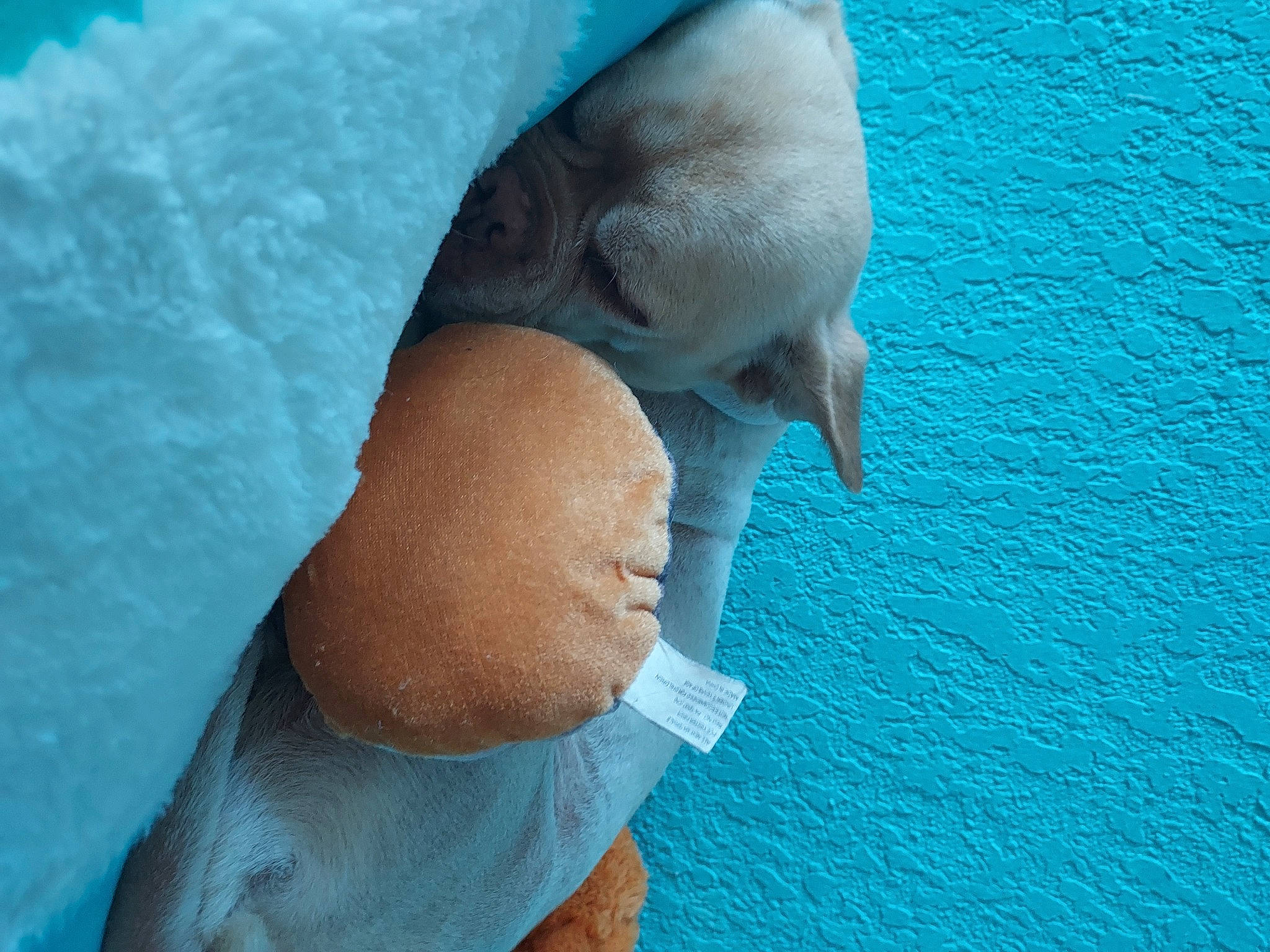 Elvis joined the competition — help win amazing prizes! aqua, azure, beak, bird, blue, elbow, electric_blue, eye, feather, finger, freezing, fur, head, human_body, human_leg, ice_cap, leg, linens, neck, wing