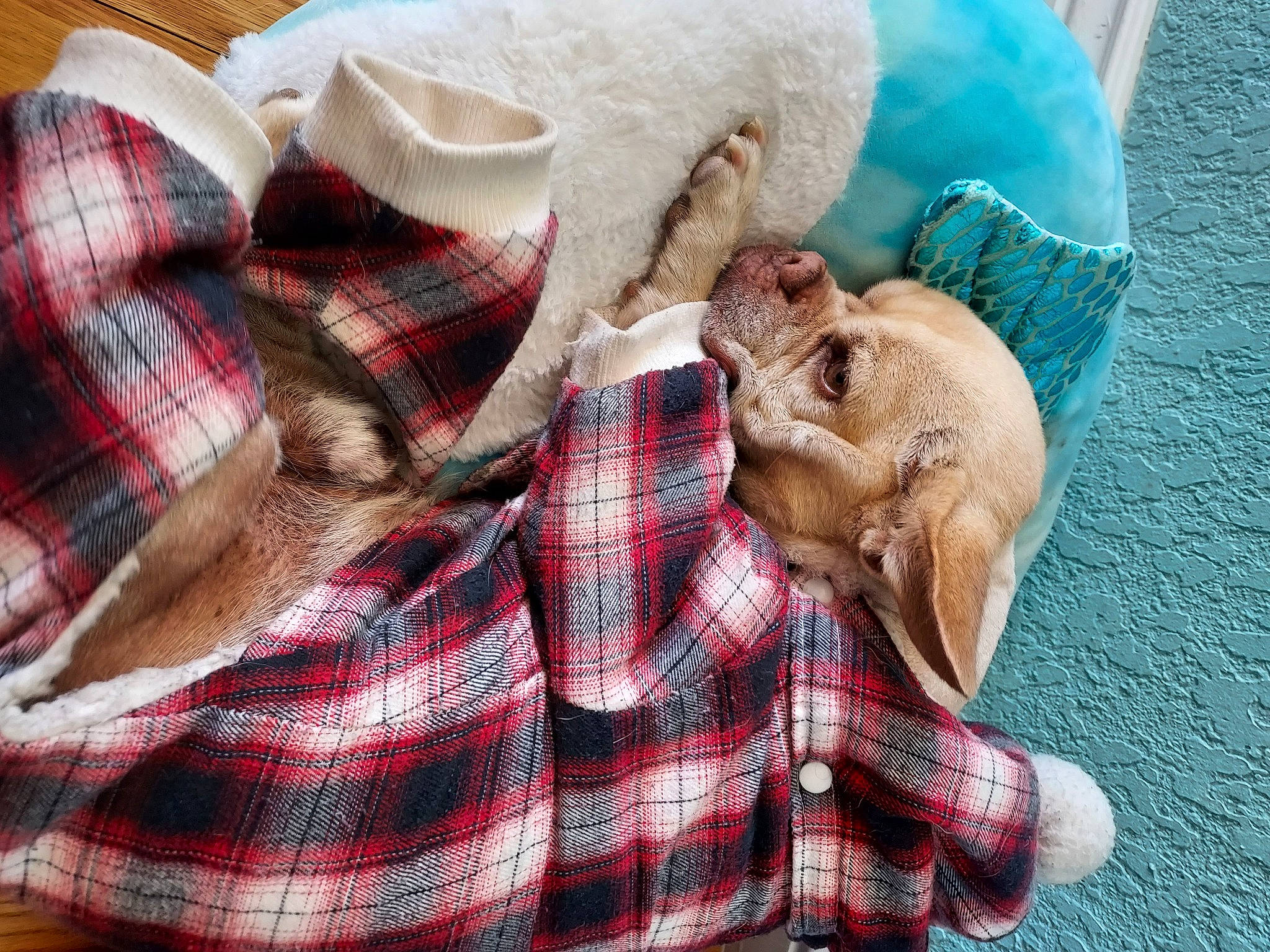 Elvis is registered to the contest to win money with this photo: canidae, carnivore, collar, comfort, companion_dog, dog, dog_breed, dog_supply, fawn, fur, linens, liver, nap, pattern, plaid, sleeve, sporting_group, tartan, textile, working_animal