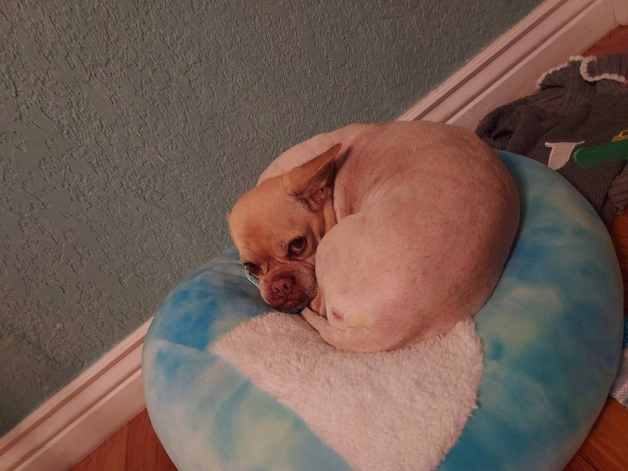 Elvis joined the competition — help win amazing prizes! abdomen, arm, baby, baby_products, bathing, bed, chest, comfort, eye, flooring, head, hospital, infant_bed, linens, neck, stomach, stuffed_toy, toy, trunk, wood