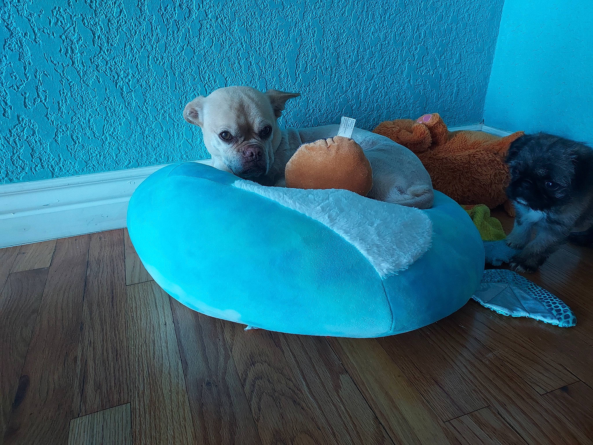 Elvis is registered to the contest to win money with this photo: aqua, azure, blue, carnivore, chair, comfort, companion_dog, couch, dog, dog_bed, dog_breed, dog_supply, fawn, flooring, furniture, pillow, stuffed_toy, teddy_bear, throw_pillow, toy