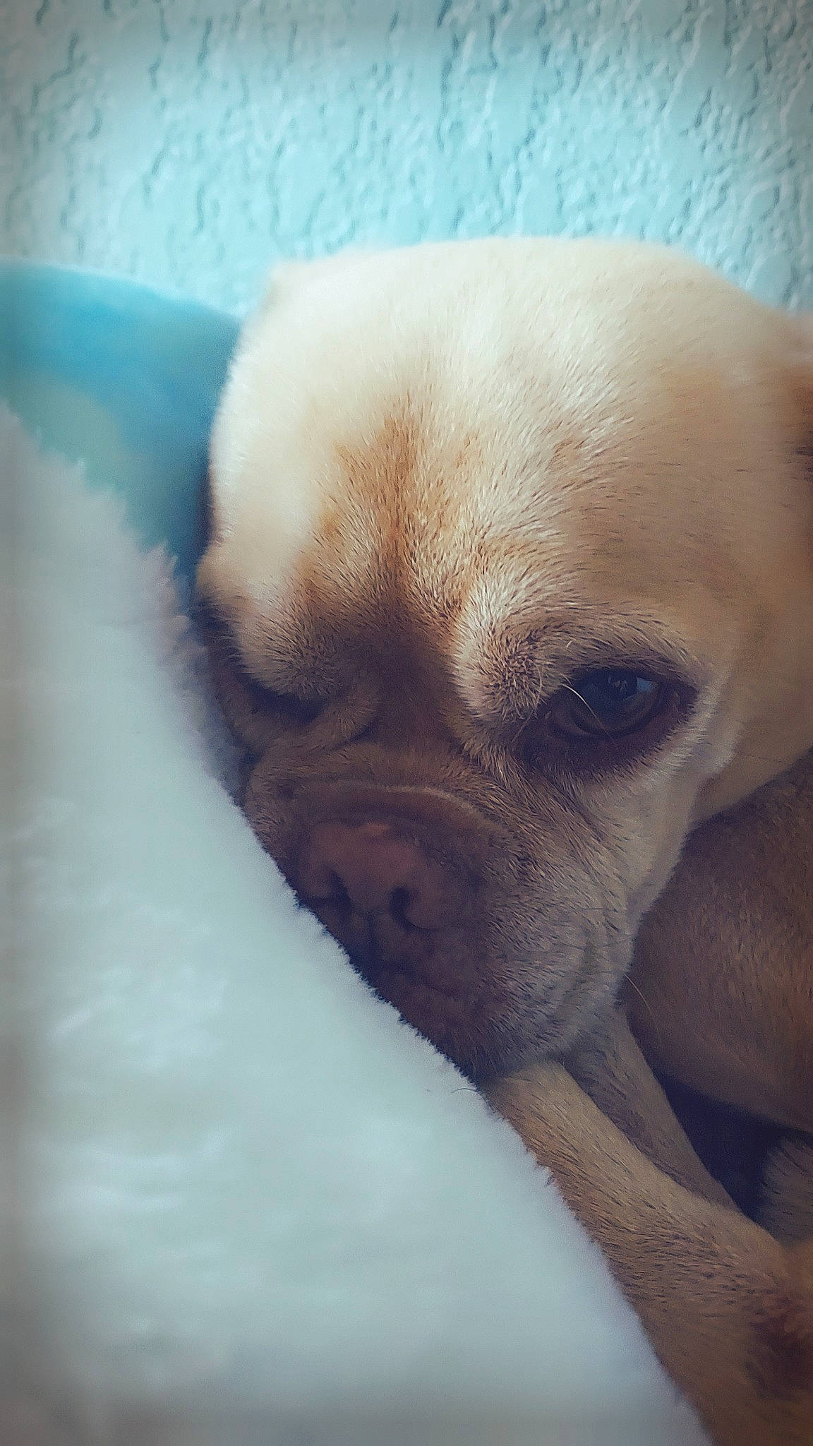 Elvis joined the competition — help win amazing prizes! bored, canidae, carnivore, close_up, comfort, companion_dog, dog, dog_breed, ear, eye, fawn, fur, pug, puppy_love, sporting_group, terrestrial_animal, toy_dog, whiskers, working_animal, wrinkle