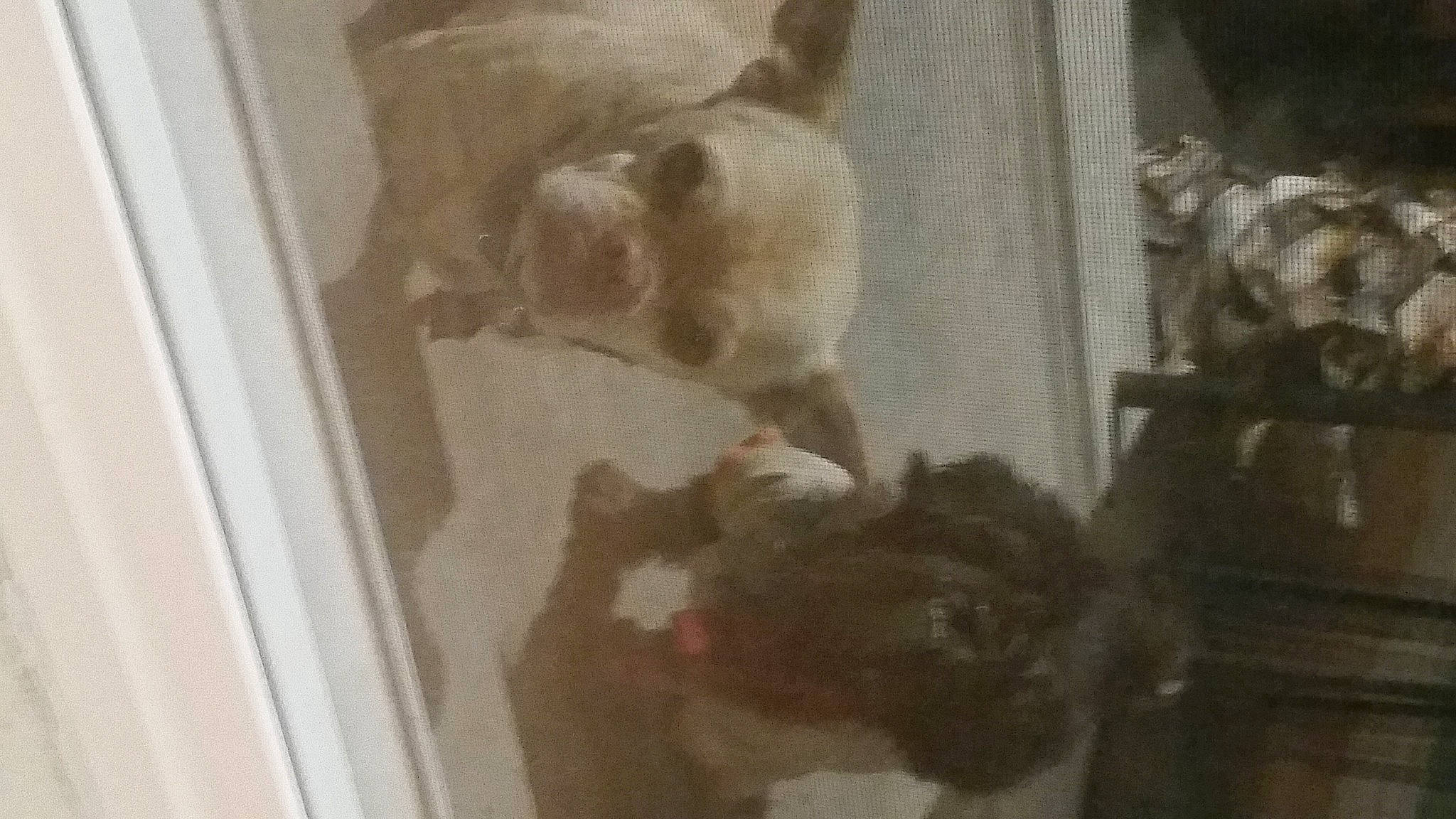 Kiwi is registered to the contest to win money with this photo: animal_shelter, canidae, cat, companion_dog, dog_breed, fawn, felidae, fur, non_sporting_group, room, small_to_medium_sized_cats, snout, sporting_group, tail, visual_arts, whiskers