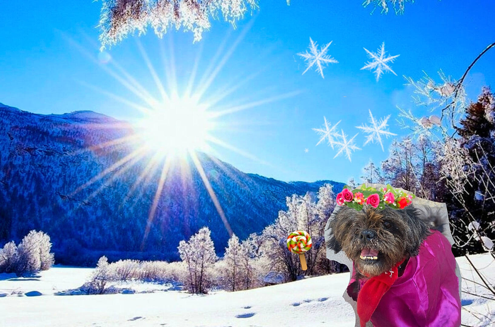 Kiwi is registered to the contest to win money with this photo: carnivore, cloud, dog, dog_breed, fawn, freezing, landscape, light, morning, mountain, mountainous_landforms, natural_landscape, nature, plant, sky, slope, snow, sunlight, tree, working_animal