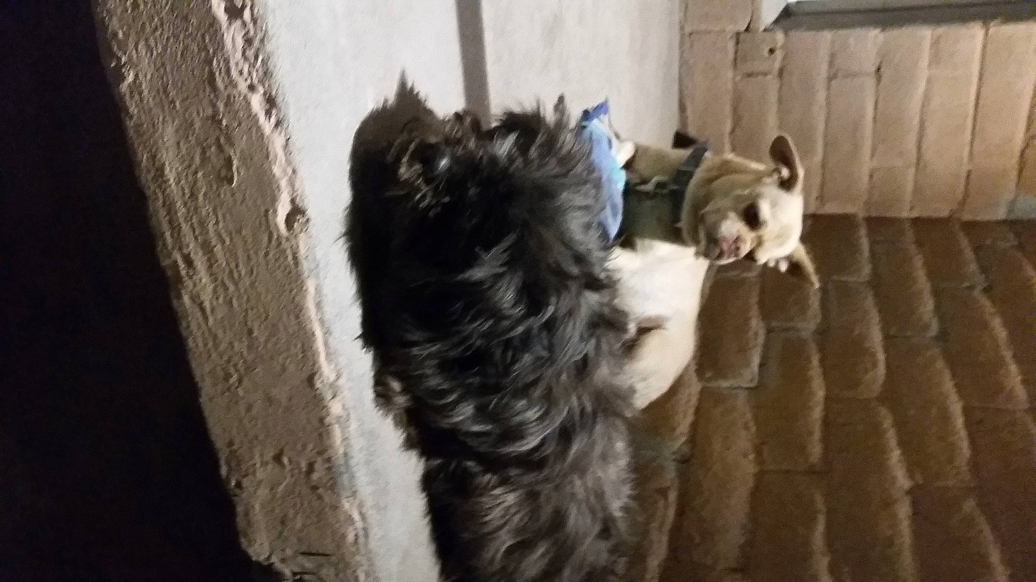 Kiwi is registered to the contest to win money with this photo: canidae, carnivore, companion_dog, dog, dog_breed, dog_supply, door, fur, liver, non_sporting_group, pet_supply, schnauzer, snout, sporting_group, tail, terrier, window, wood, working_animal