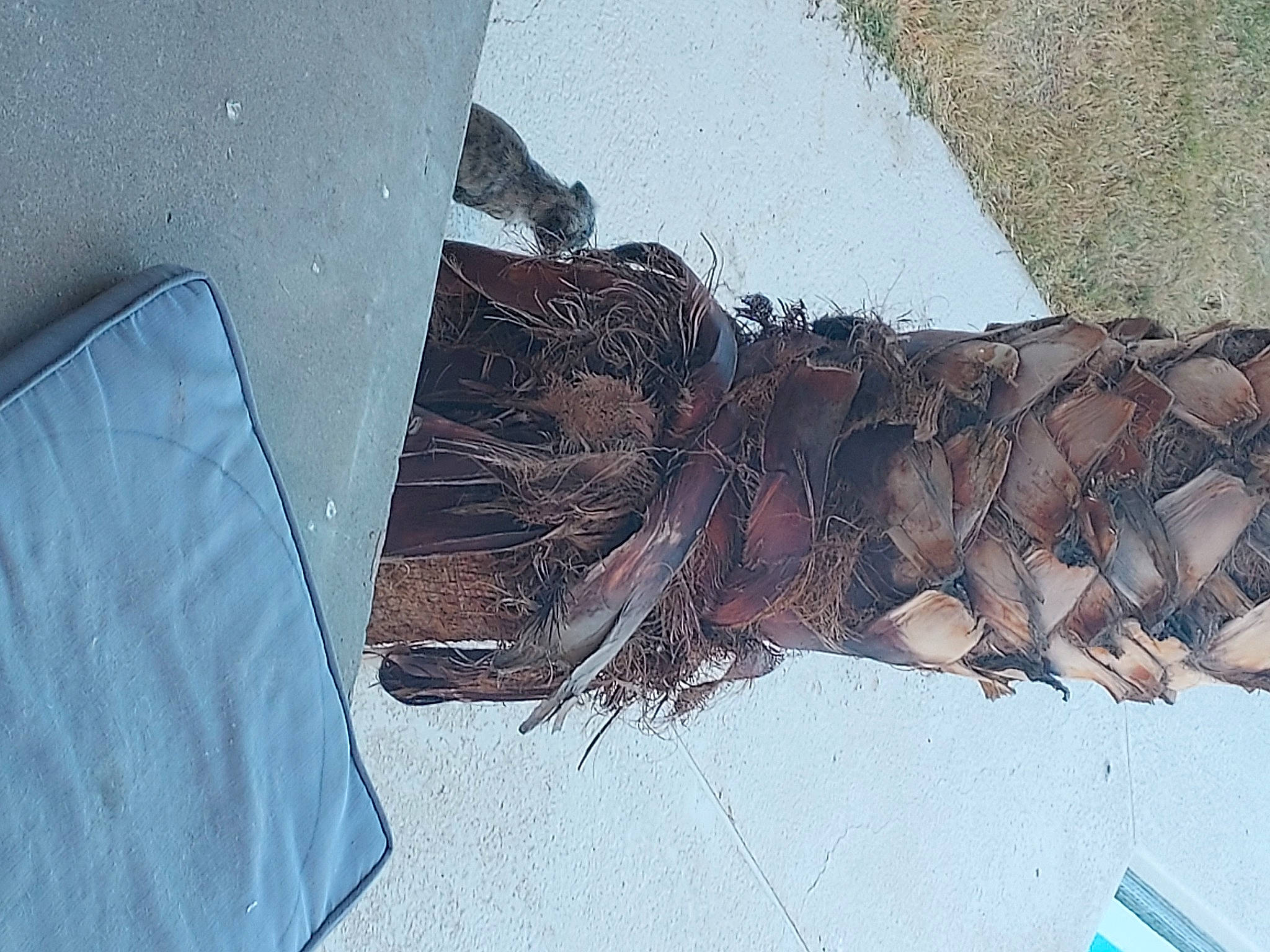 Valentines is registered to the contest to win money with this photo: accipitriformes, beak, bird, bird_of_prey, denim, fashion_accessory, feather, freezing, fur, grey, human_leg, metal, pattern, tail, textile, twig, wing, winter, wood, wool